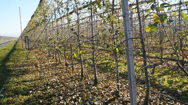 Закладка яблоневого сада «Казачий хутор» в станице Архонской недалеко от Владикавказа