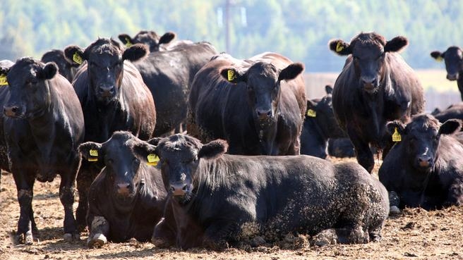 На откормочной площадке крупного рогатого скота агропромышленного комплекса «Мираторг» в Брянской области (фото РИА Новости)
